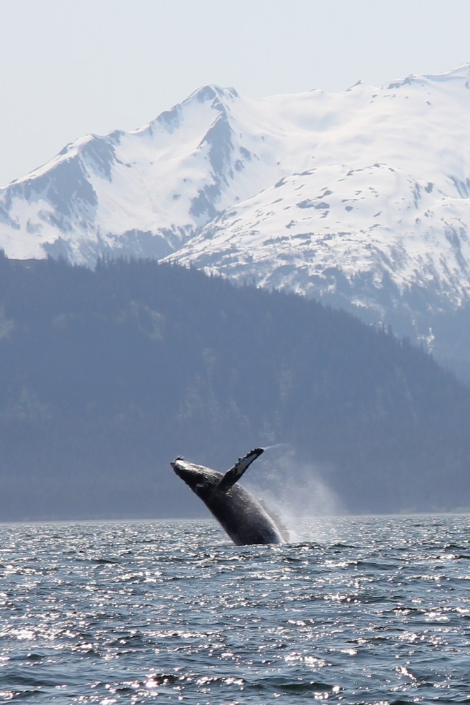 Breaching humpback whale near Juneau, Alaska